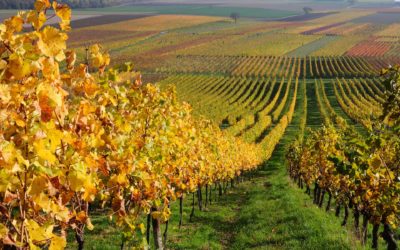 Visite de différentes vallées viticoles – 4 Jours
